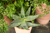 Aloe ferox RCP11-07 055.jpg